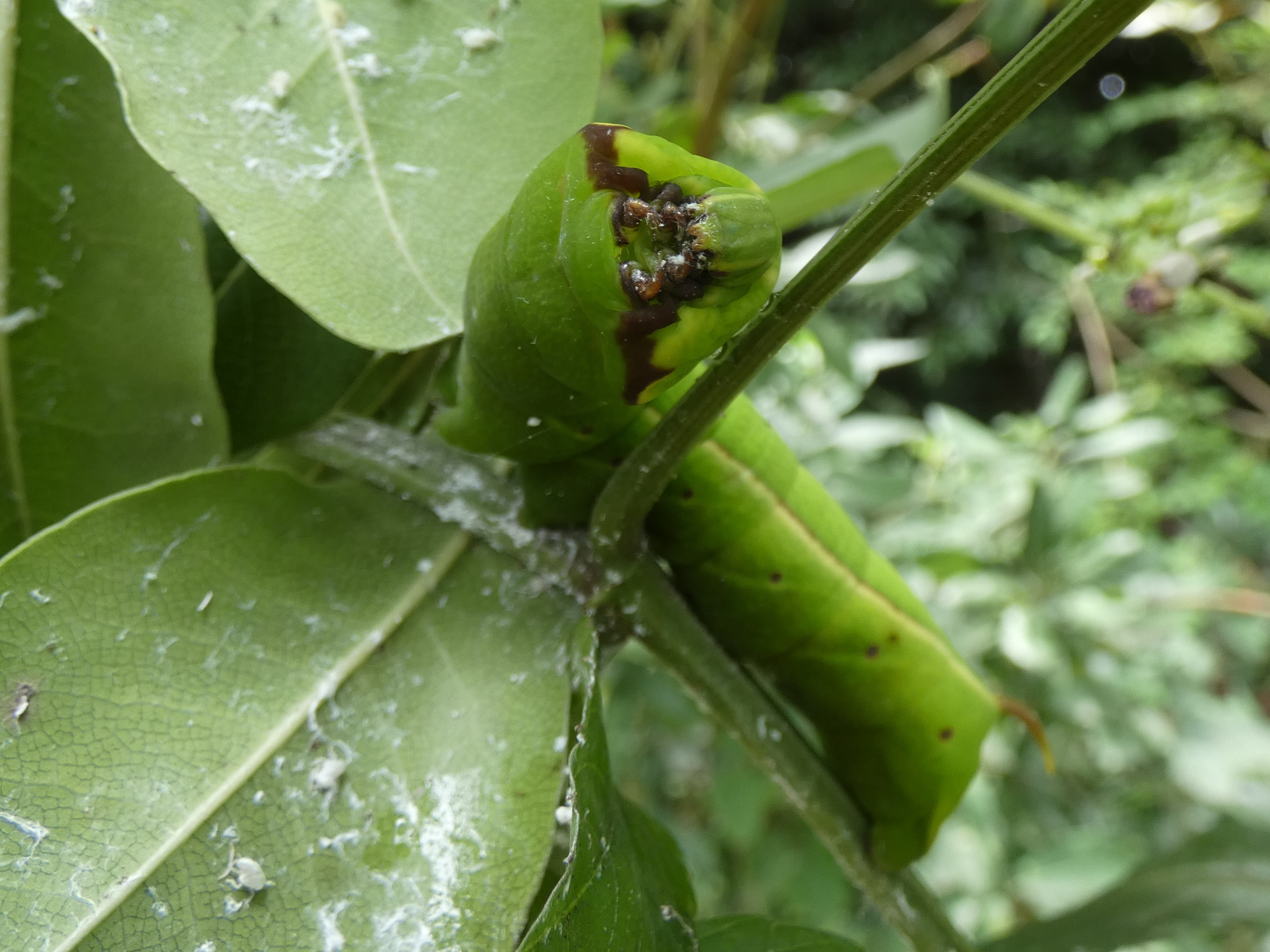 photo_1